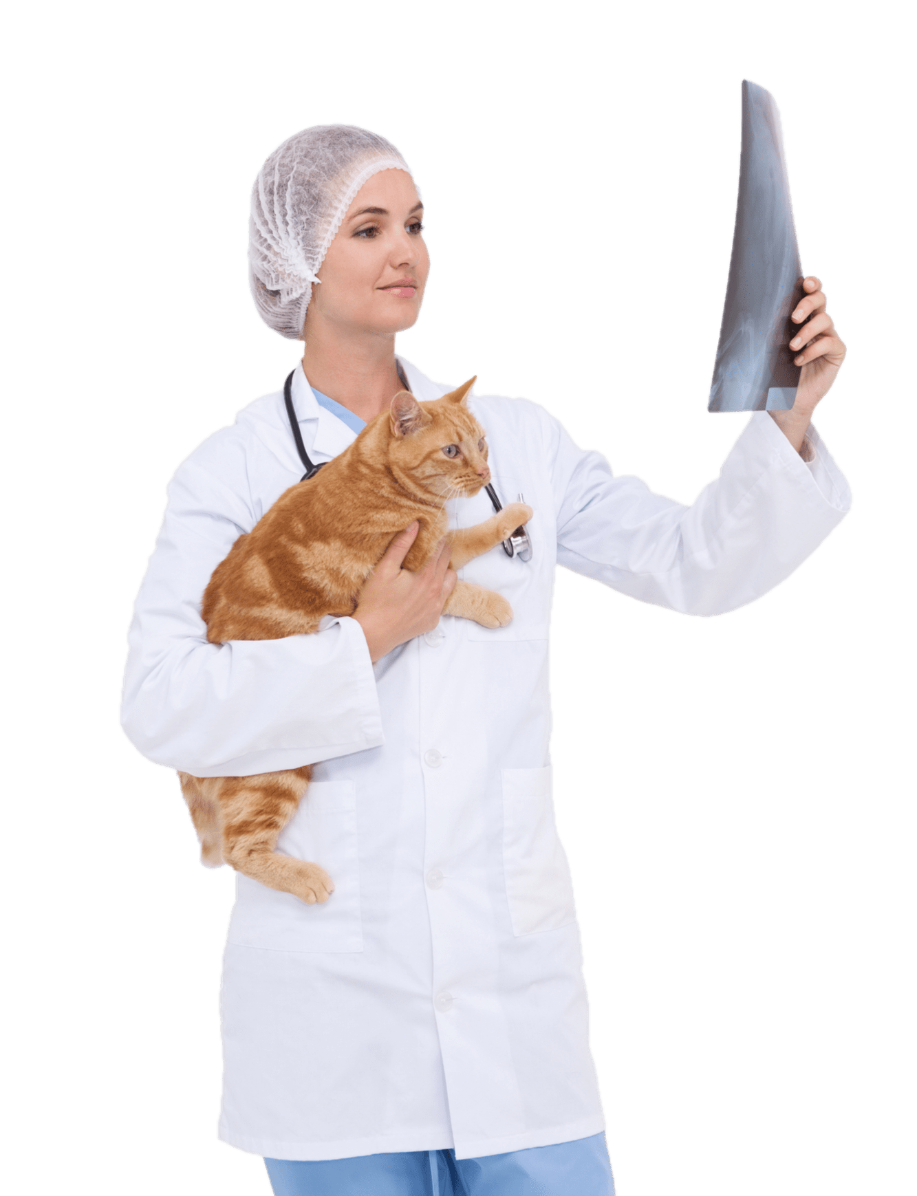 Рентген кошкам и котам