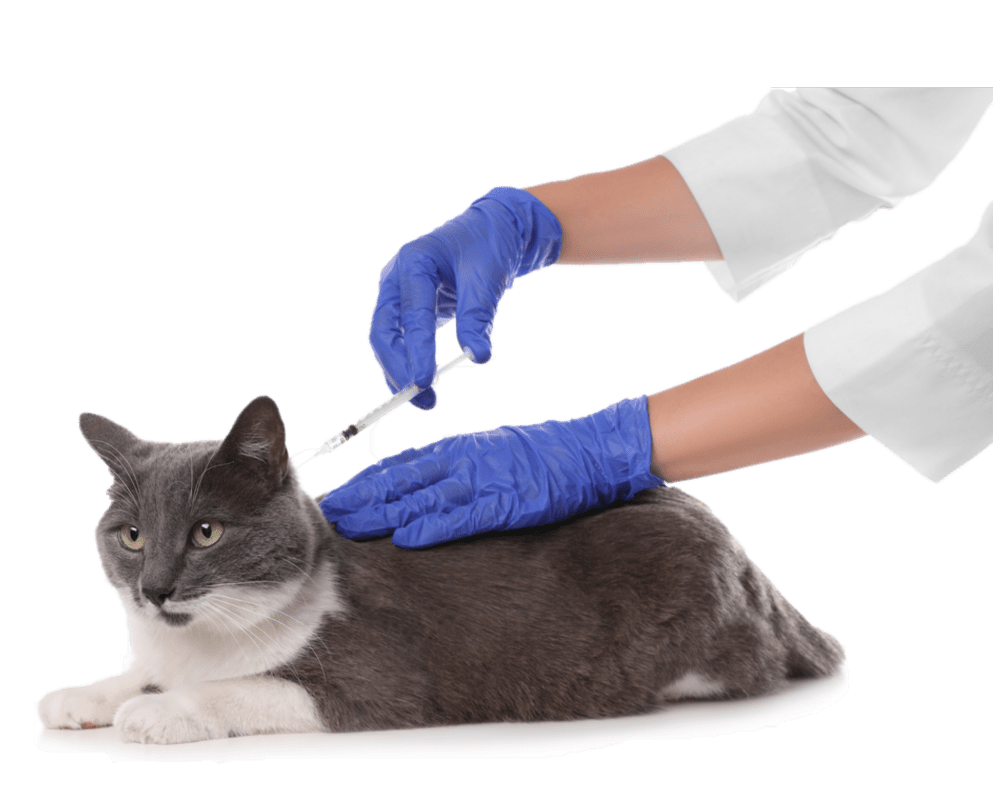 Вакцинация кошек и котов в Москве и Люберцах