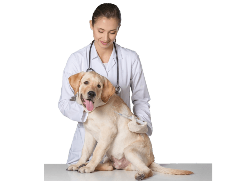Вакцинация собак в Москве и Люберцах